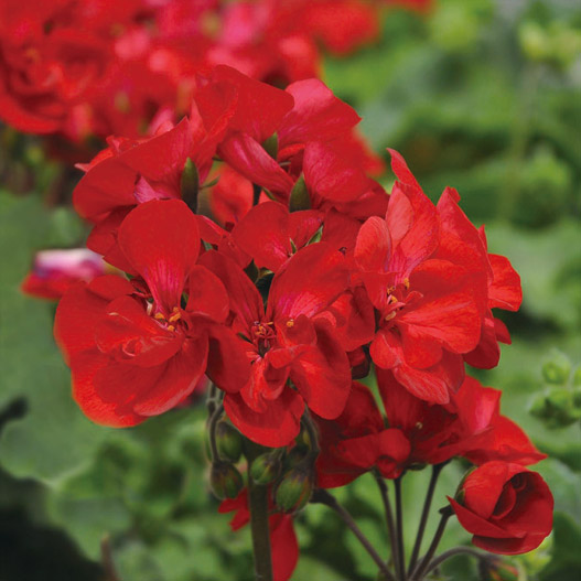 ゼラニウム　タンゴ 