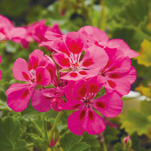 ゼラニウム　タンゴ 