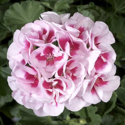 ゼラニウム　アメリカーナ 