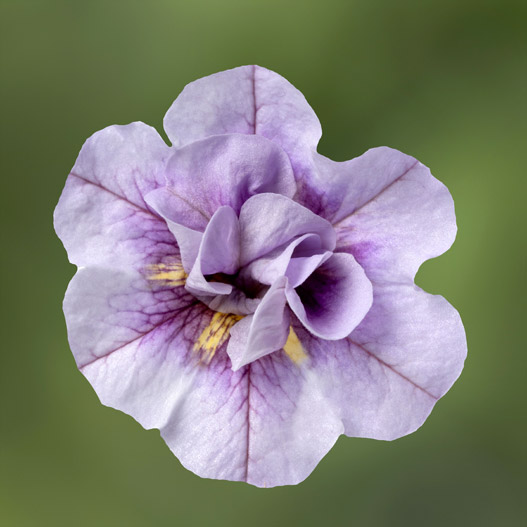 カリブラコア カリーダブル｜WEBカタログ｜未来アグリス株式会社|未来