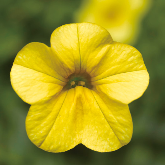 カリブラコア　カリー 