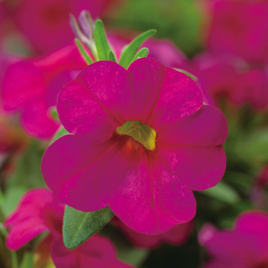 カリブラコア　カリー 