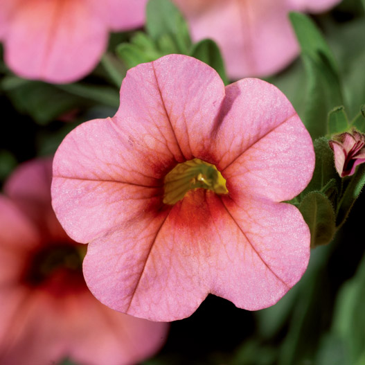 カリブラコア　カリー 