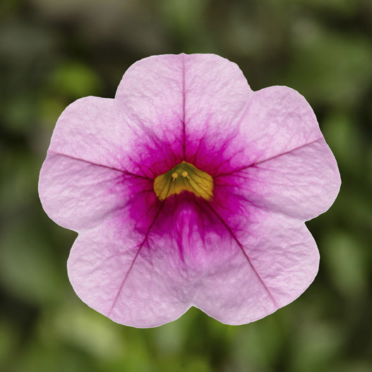 カリブラコア　カリー 