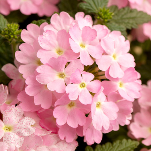 バーベナ　エストレラ 