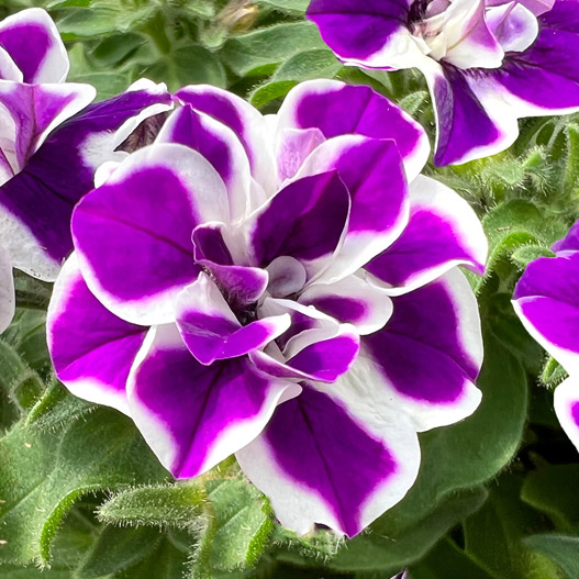 ペチュニア　ダブルスタッフ 