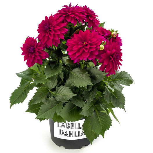 ダリア ラベラ・マジョーレ｜WEBカタログ｜未来アグリス株式会社|未来