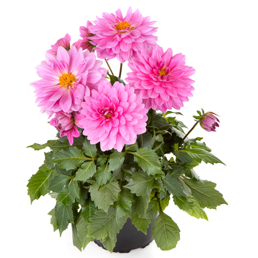 ダリア　ラベラ・グランデ 