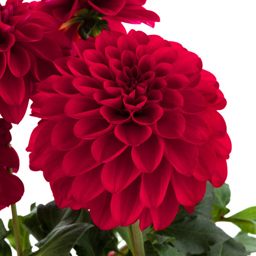 ダリア　ラベラ・グランデ 