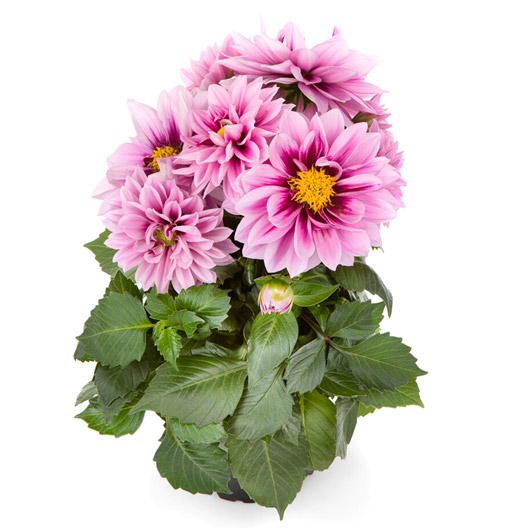 ダリア　ラベラ・ミディオ 