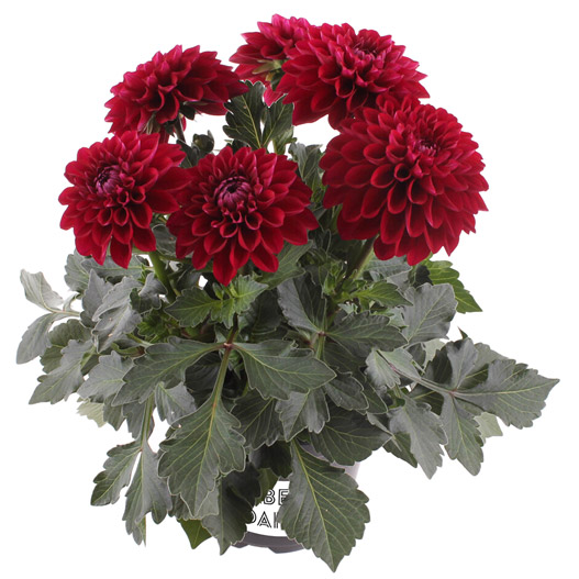 ダリア　ラベラ・ミディオ 