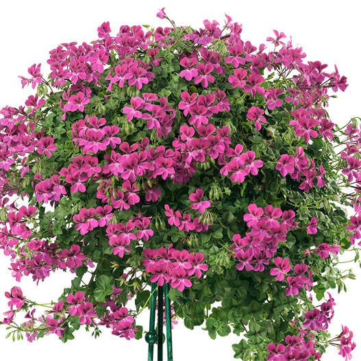 アイビーゼラニウム　ハッピーフェイス 