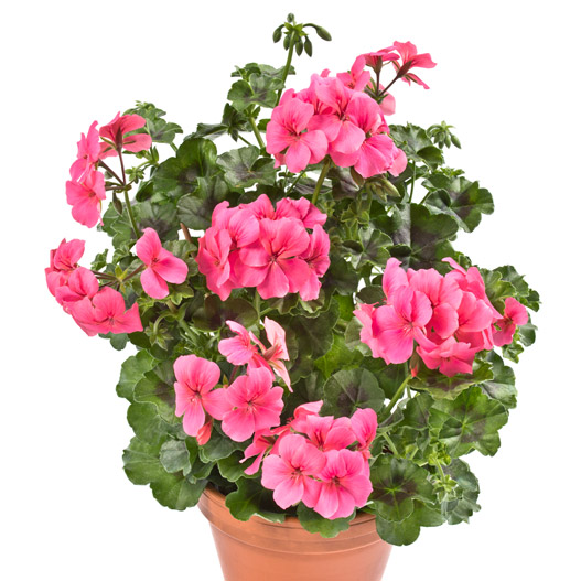 アイビーゼラニウム　ハッピーフェイス 