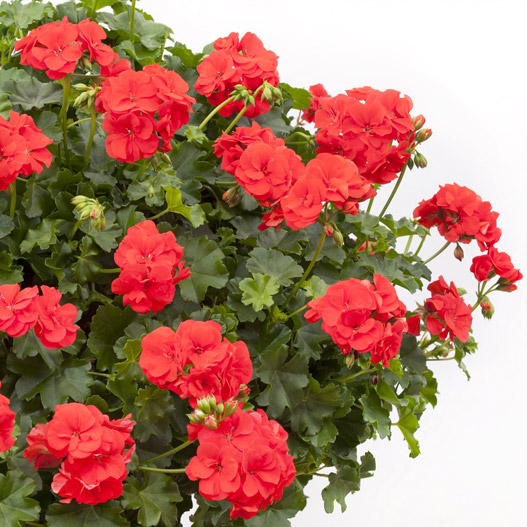 アイビーゼラニウム　シビル 