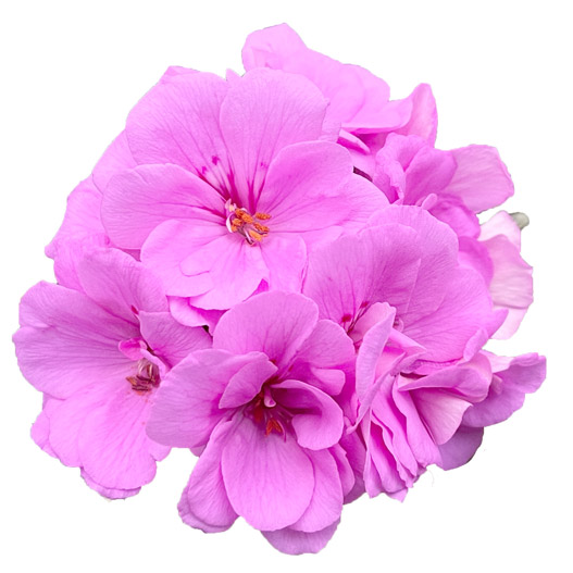 アイビーゼラニウム　シビル 