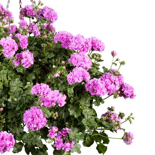 アイビーゼラニウム　シビル 