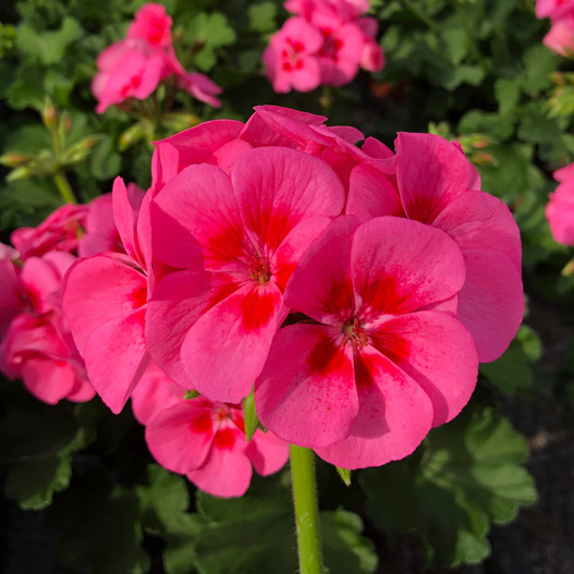 ゼラニウム　ツーインワン 