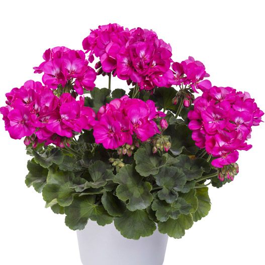 ゼラニウム　ツーインワン 