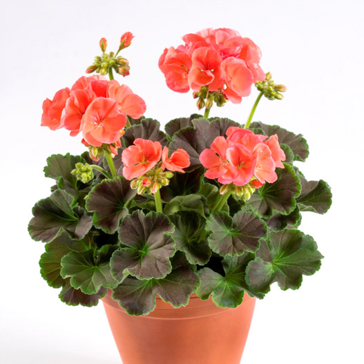 ゼラニウム　チョコレート 