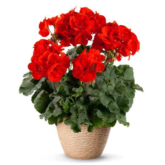 ゼラニウム　ダークライン 