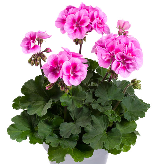 ゼラニウム　ダークライン 