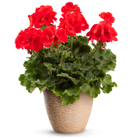 ゼラニウム　クオリティ 