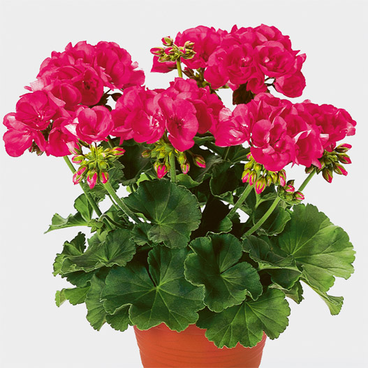 ゼラニウム　クオリティ 