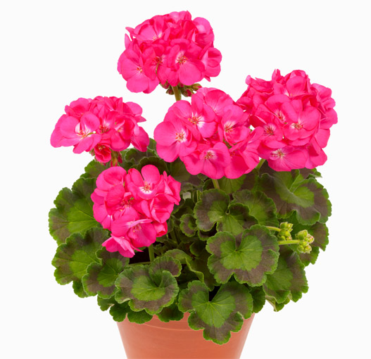 ゼラニウム　クオリティ 