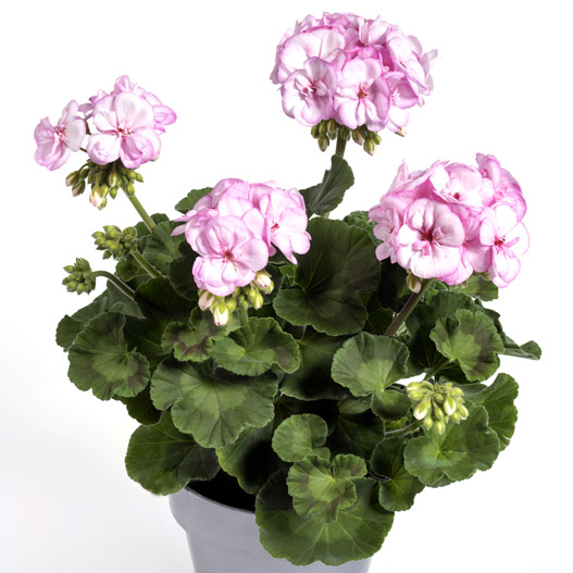 ゼラニウム　クオリティ 