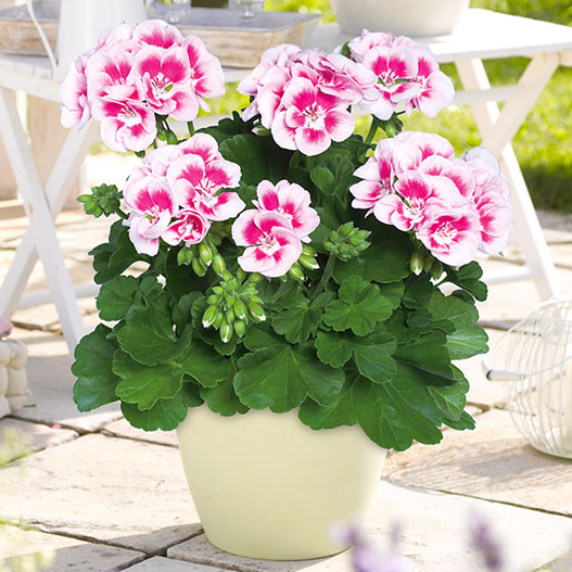 ゼラニウム　クオリティ 