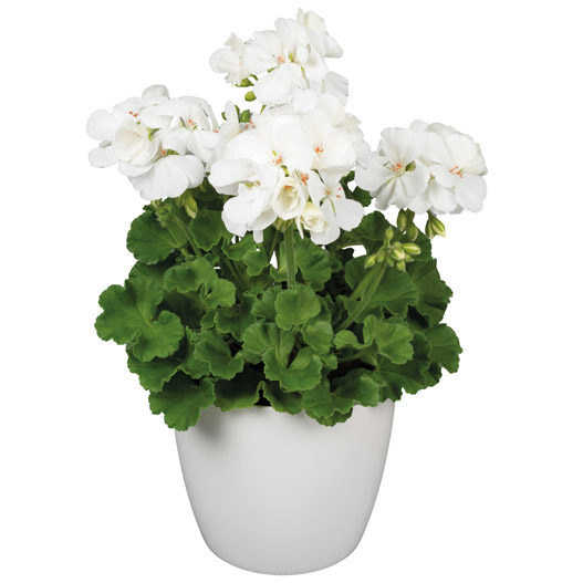 ゼラニウム　クオリティ 