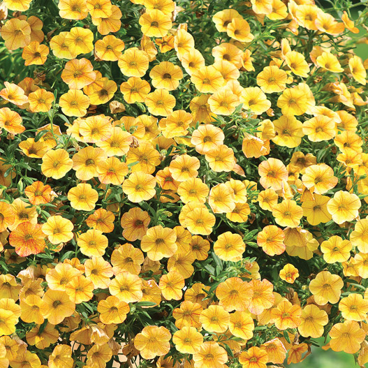 カリブラコア　セレブレーション 