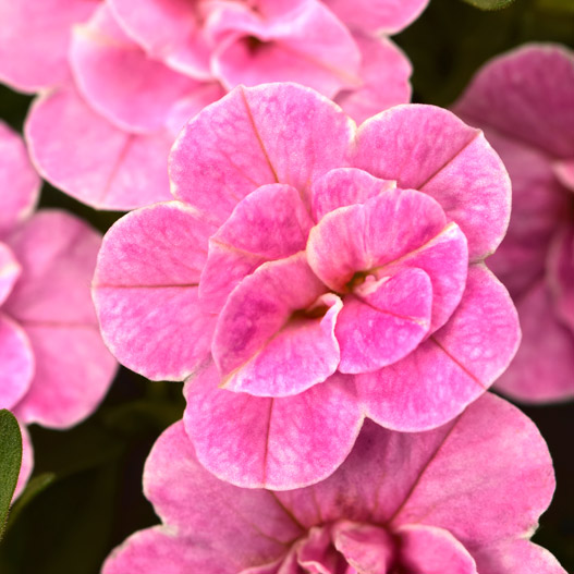 カリブラコア　カメレオン 