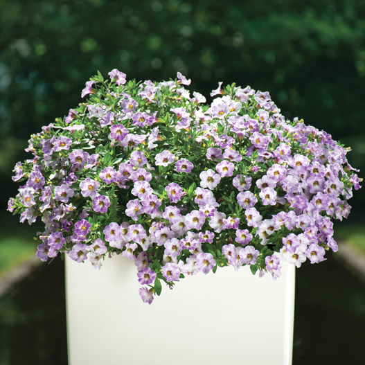 カリブラコア　カメレオン 