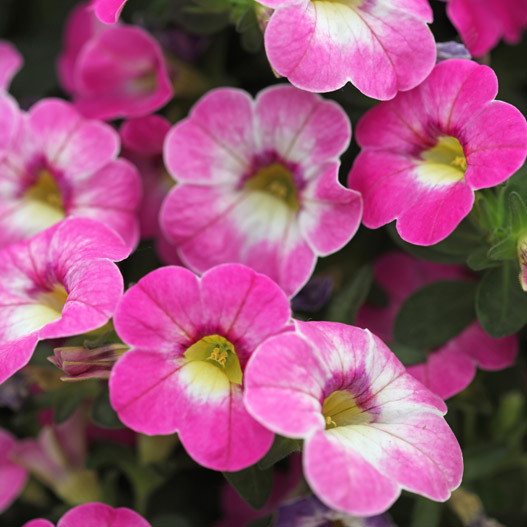 カリブラコア　カメレオン 