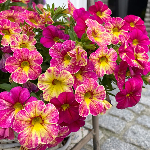 カリブラコア　カメレオン 