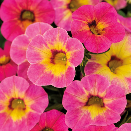 カリブラコア　カメレオン 