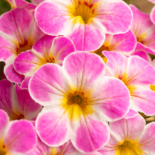 カリブラコア　カメレオン 