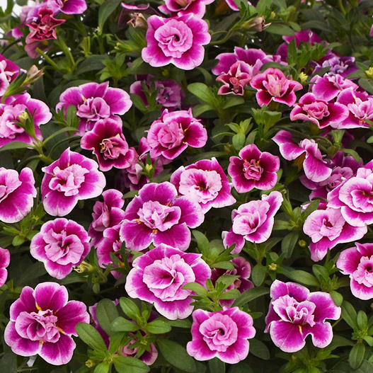 カリブラコア　カリタスティックダブル 