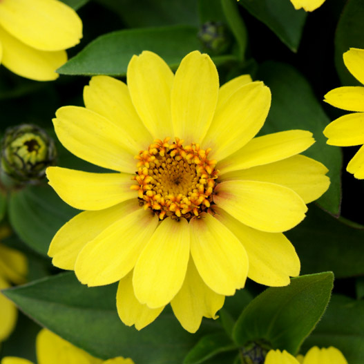 ジニア　ザハラ 