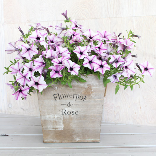 ペチュニア 5つ星コレクション｜WEBカタログ｜未来アグリス株式会社