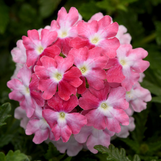 バーベナ　エンデュラスケープ 