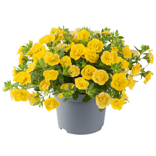 カリブラコア　ロージーズ 