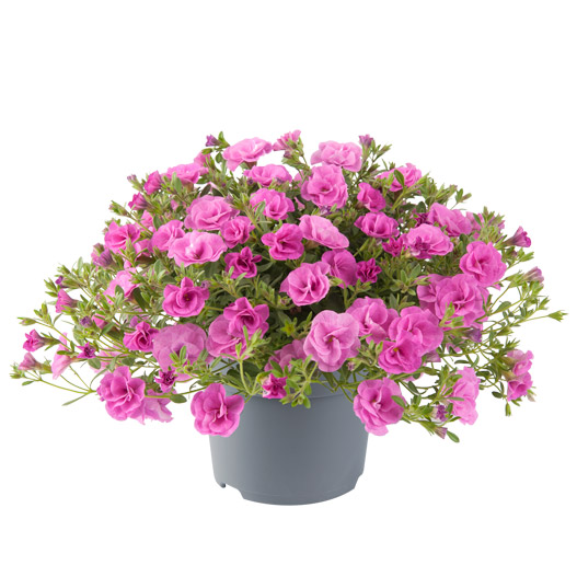 カリブラコア　ロージーズ 