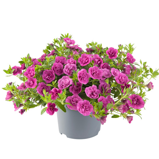 カリブラコア　ロージーズ 