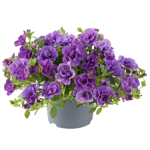 カリブラコア　ロージーズ 