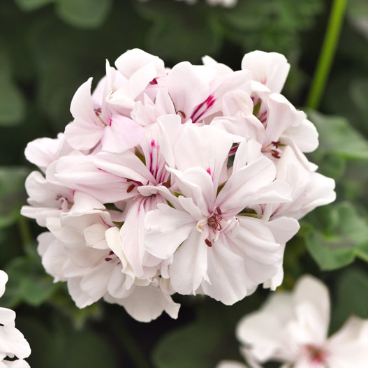 アイビーゼラニウム　フォーカス 