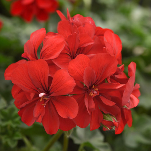 アイビーゼラニウム　フォーカス 