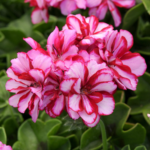 アイビーゼラニウム　カラーケード 