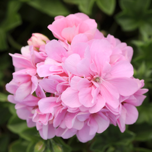 アイビーゼラニウム　カラーケード 